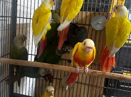 Baby Conure