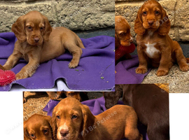 Cocker spaniel puppies