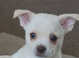 Beautiful little French Pom girl