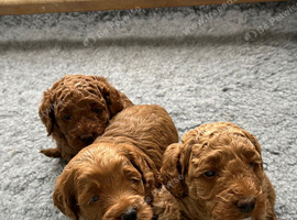 Adorable F1BB cockapoo boys for sale