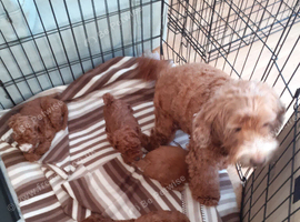 COCKAPOO PUPPYS FOR SALE F1B