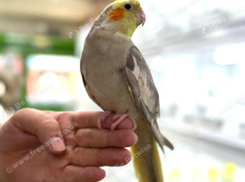 Cocktail parrot