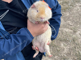 Brown and cream guinea pig