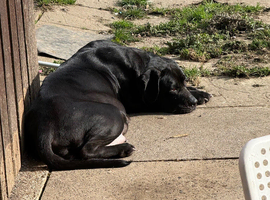 Pure Breed Cane Corso Puppy&rsquo;s