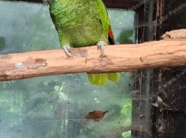 Blue fronted amazon