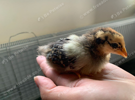 Wyandotte bantam chicks