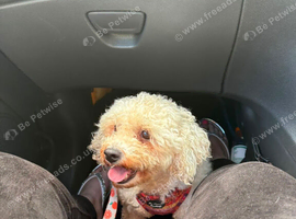 Precious - 1 year old Bichon Frise