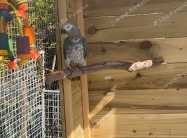 Female African grey