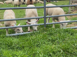 WANTED GRAZING LAND