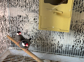 Java adults and young