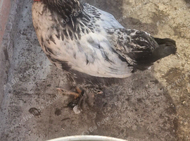 2 Rooster for sale