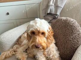 Male cockapoo
