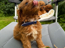 Fox red Cavapoo