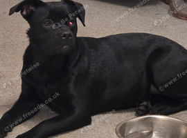 Frenchie cross labrador