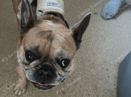 Male French bulldog cross
