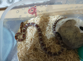 YOUNG ANERY CORN SNAKE