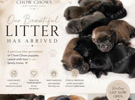 Beautiful Chow Chow Puppies &ndash; Loving Family Homes Wanted
