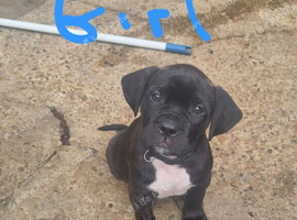 Cane corso X American bulldog