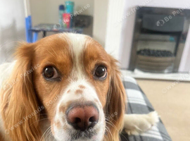 Rex