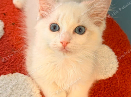 Reduced tica ragdoll kittens