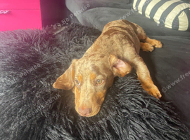 KC Gorgeous Boy