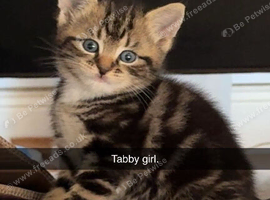 4 kittens for sale one tabby female 1 tabby male and 2 fully black males looking for forever homes!