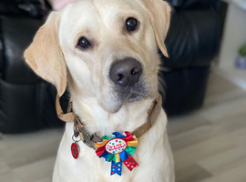 4 year old boy golden labrador retriever