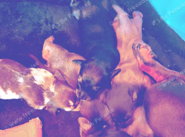 Mini brown tan dashound