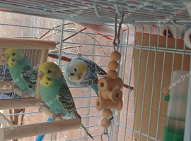 Pair of baby cocks