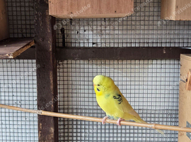 Budgies