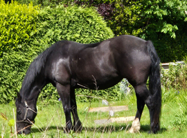 Sadly for sale 20yr old black reg section D mare