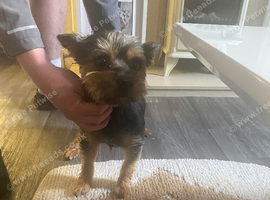 Yorkshire terrier boy