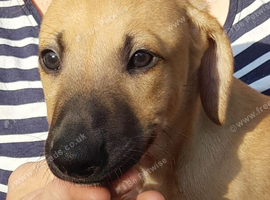 Stunning top quality lurcher puppies