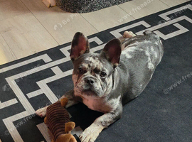 Male frenchie