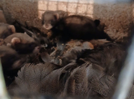 Ferrets for sale