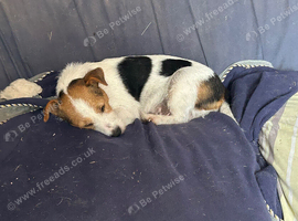 Terrier butch 4 years old
