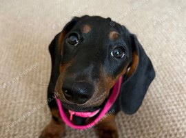 Female Black & Tan Standard