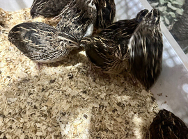 Jumbo Quail all ages