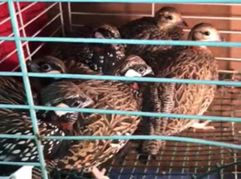 Kala teetar black Francolin