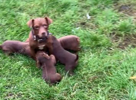 Chocolate Patterdale's