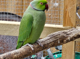 Ricky the Ringneck.