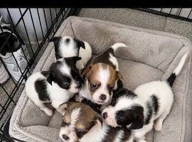 Beautiful puppy&rsquo;s