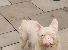 French bulldog floodle Pink and tan wire