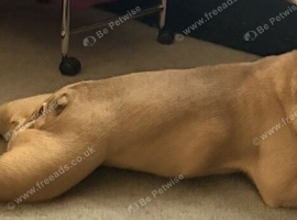 French bulldog to rehome