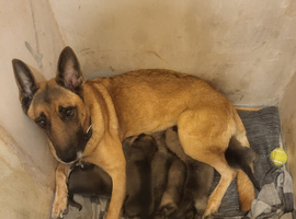 Pups for sale