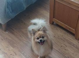 Pomchi stud available