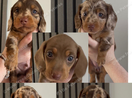 KC registered Long hair and short hair miniature dachshunds
