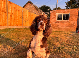 Sprocker spaniels puppies