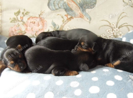Yorkshire terrier