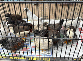 Male button quail